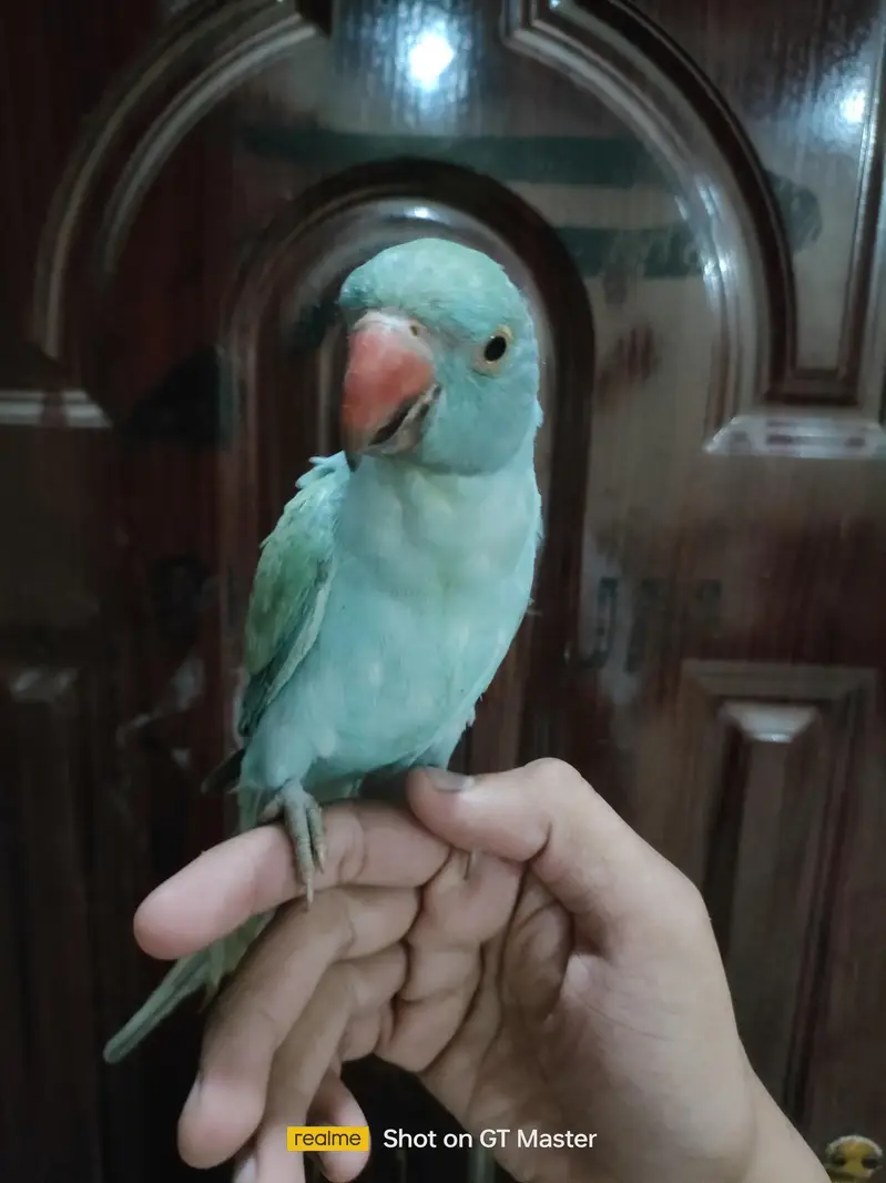 blue turquoise opaline ringneck parrot/ chick — photo 2