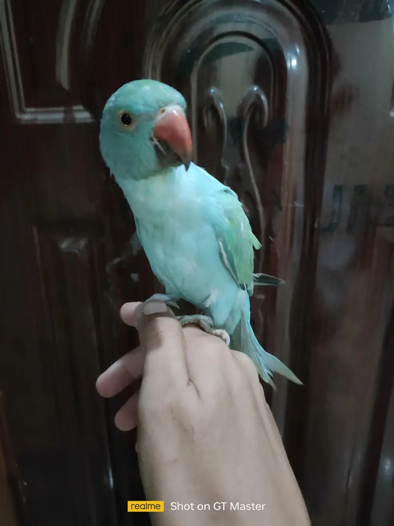 blue turquoise opaline ringneck parrot/ chick — photo 3