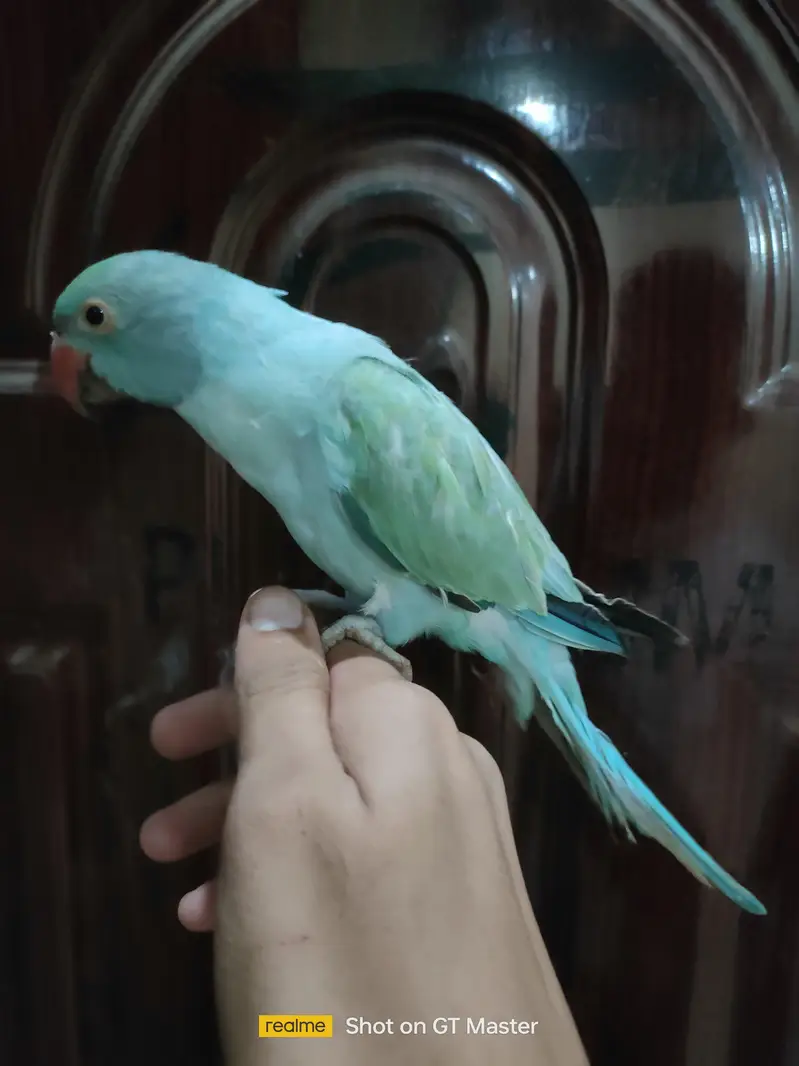 blue turquoise opaline ringneck parrot/ chick — photo 4