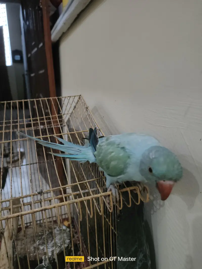 blue turquoise opaline ringneck parrot/ chick — photo 5
