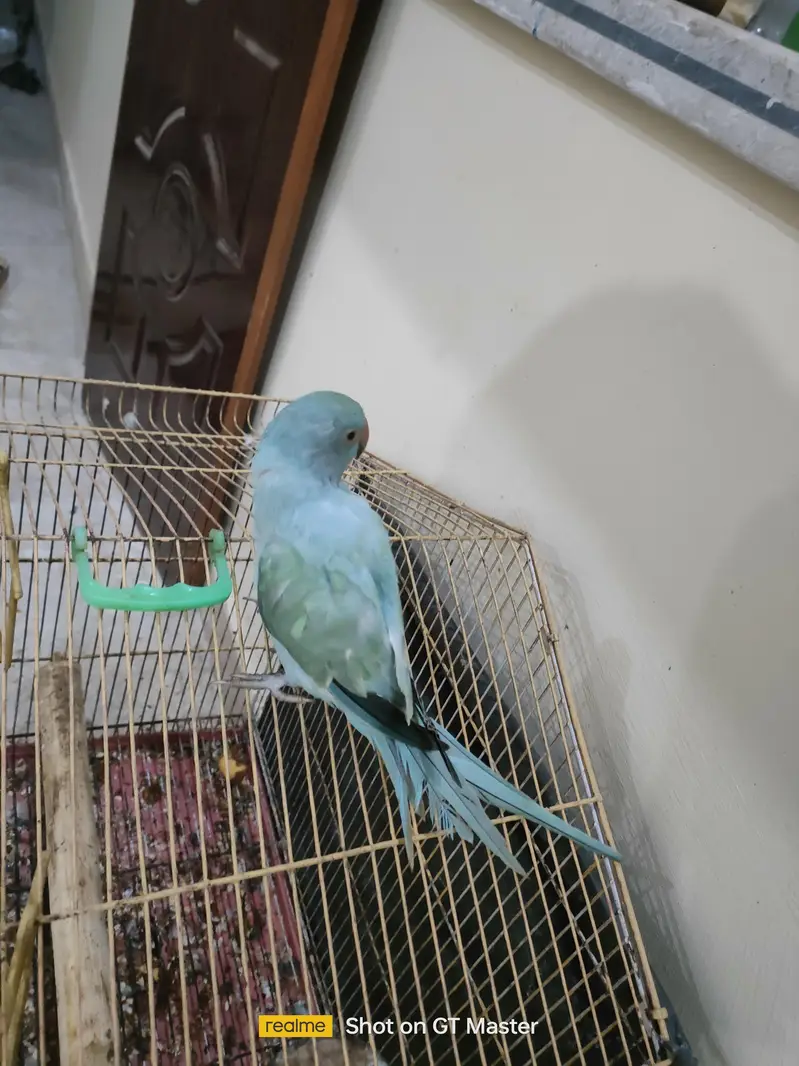 blue turquoise opaline ringneck parrot/ chick — photo 6