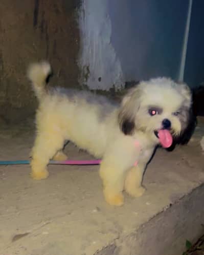 Shitzu breed urgent sale