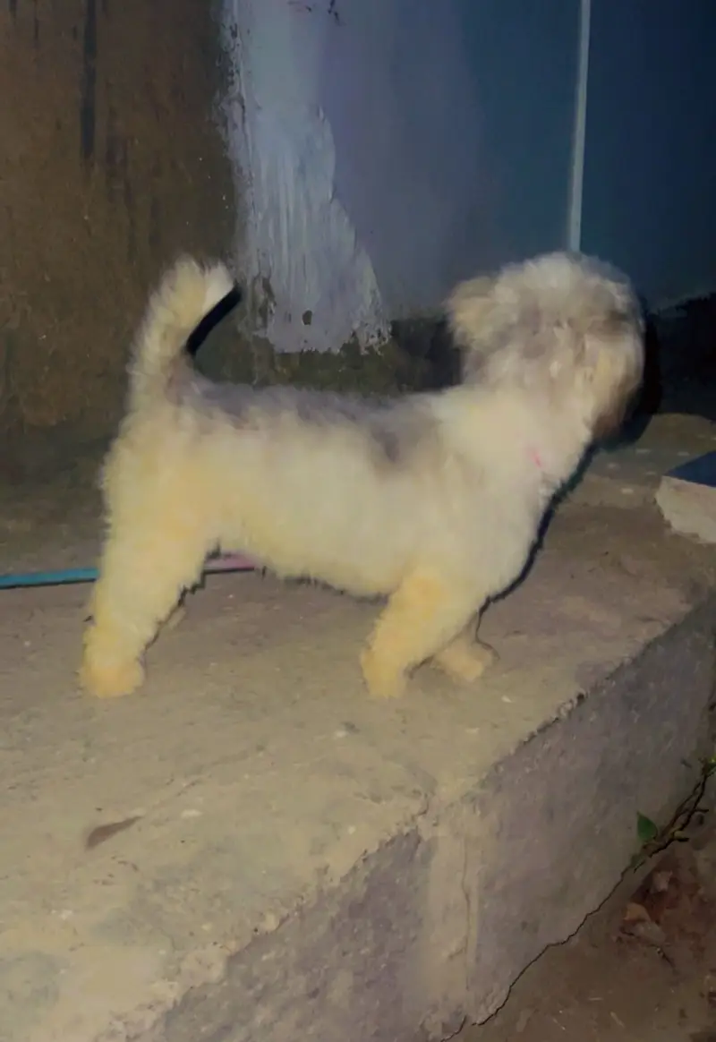 Shitzu breed urgent sale — photo 2
