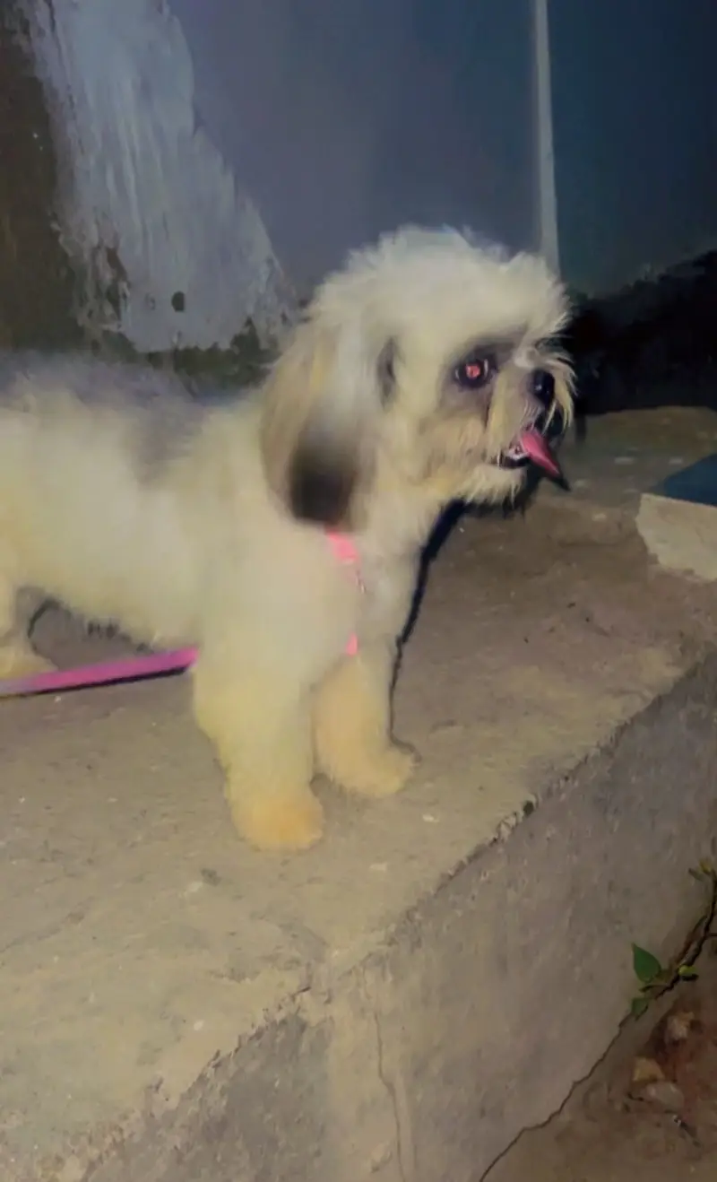 Shitzu breed urgent sale — photo 3