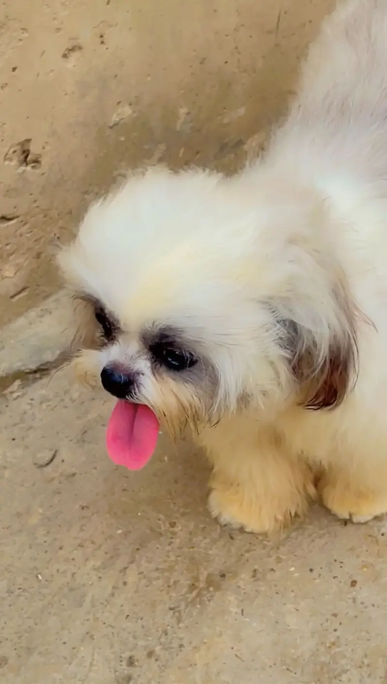Shitzu breed urgent sale — photo 4