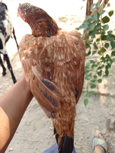 Assel Hen