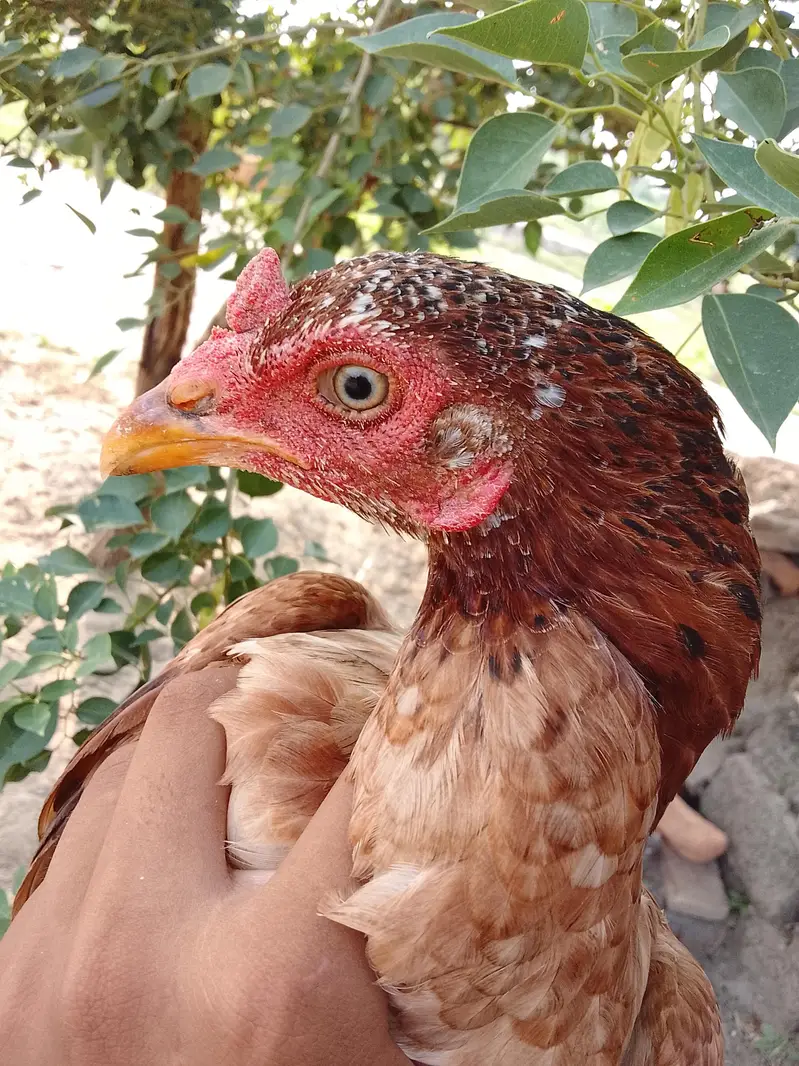 Assel Hen — photo 2