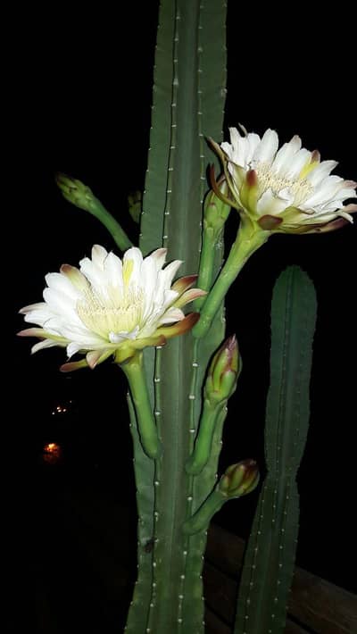 7ft long Healthy Blooming Cactus Plant with Beautiful White Flowers