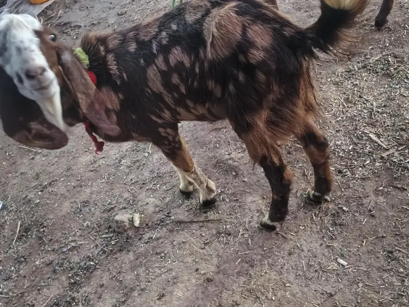 Kheera Bakra