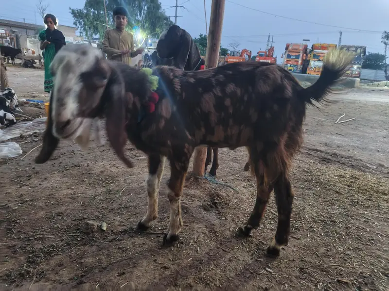 Kheera Bakra — photo 2