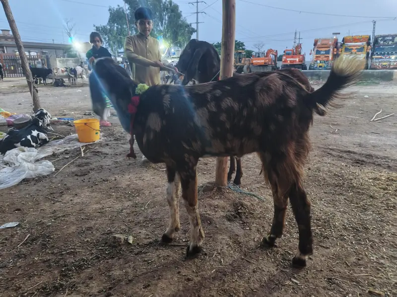 Kheera Bakra — photo 3