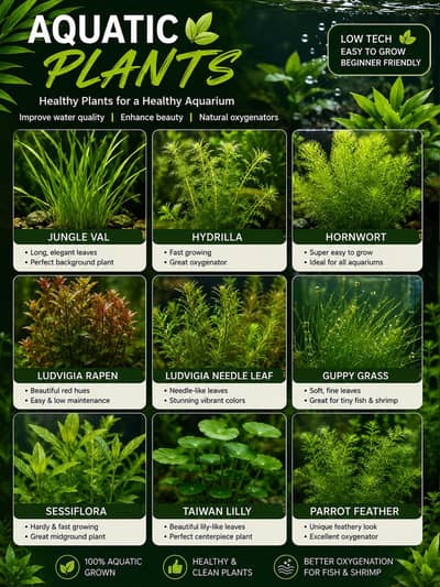 Aquatic plants