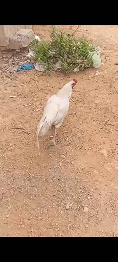 Aseel Heera for sale contact 03142115584