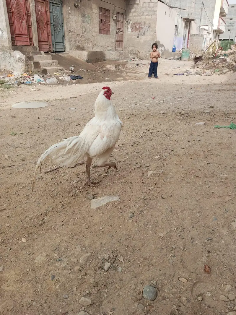 Aseel Heera for sale contact 03142115584 — photo 2