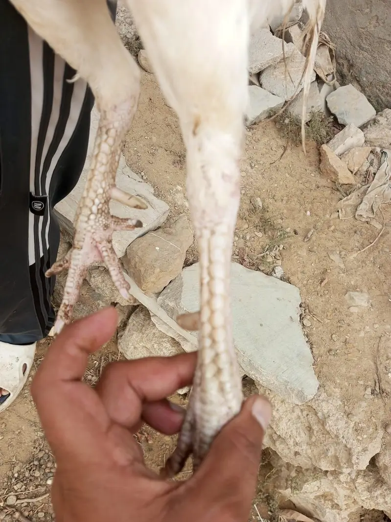 Aseel Heera for sale contact 03142115584 — photo 3