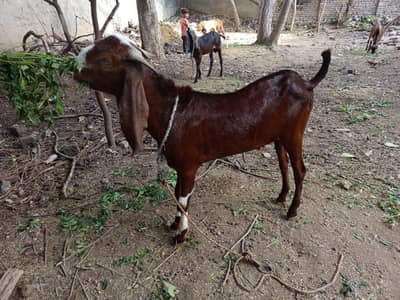 Beetal Bakra qurabni 2027 k liay kheera