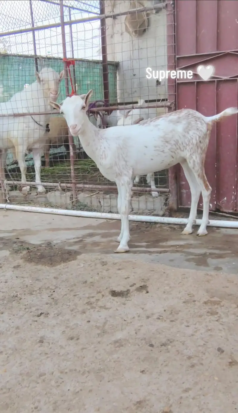 Gulabi Ablack Teddy — photo 3