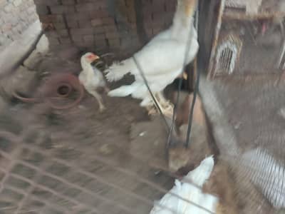 Paper white young aseel heera pathia