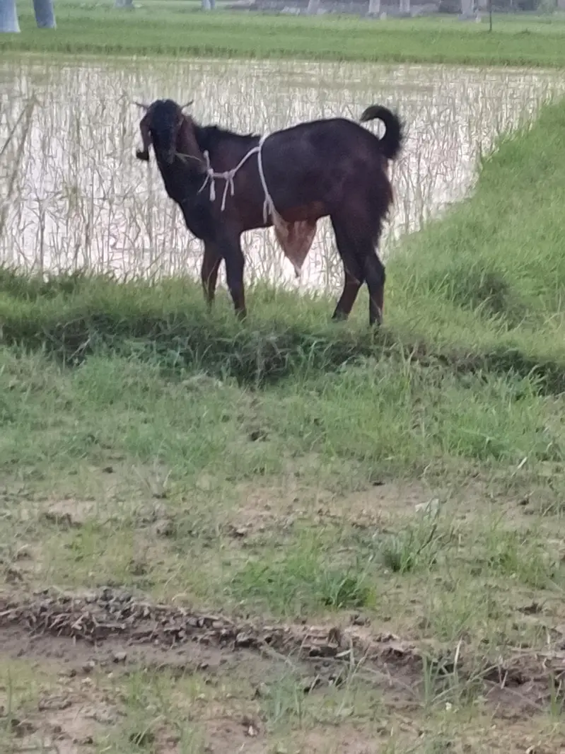 betal. bakra or sheri bakri. for sale — photo 2
