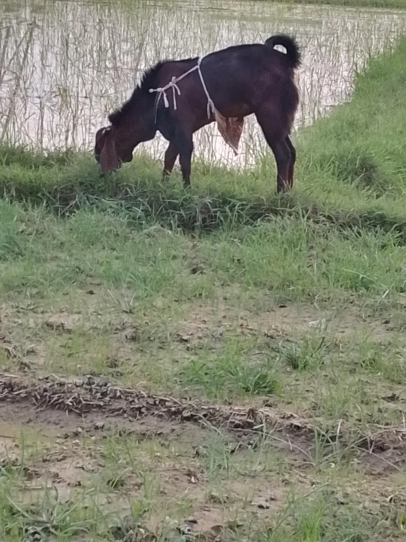 betal. bakra or sheri bakri. for sale — photo 3