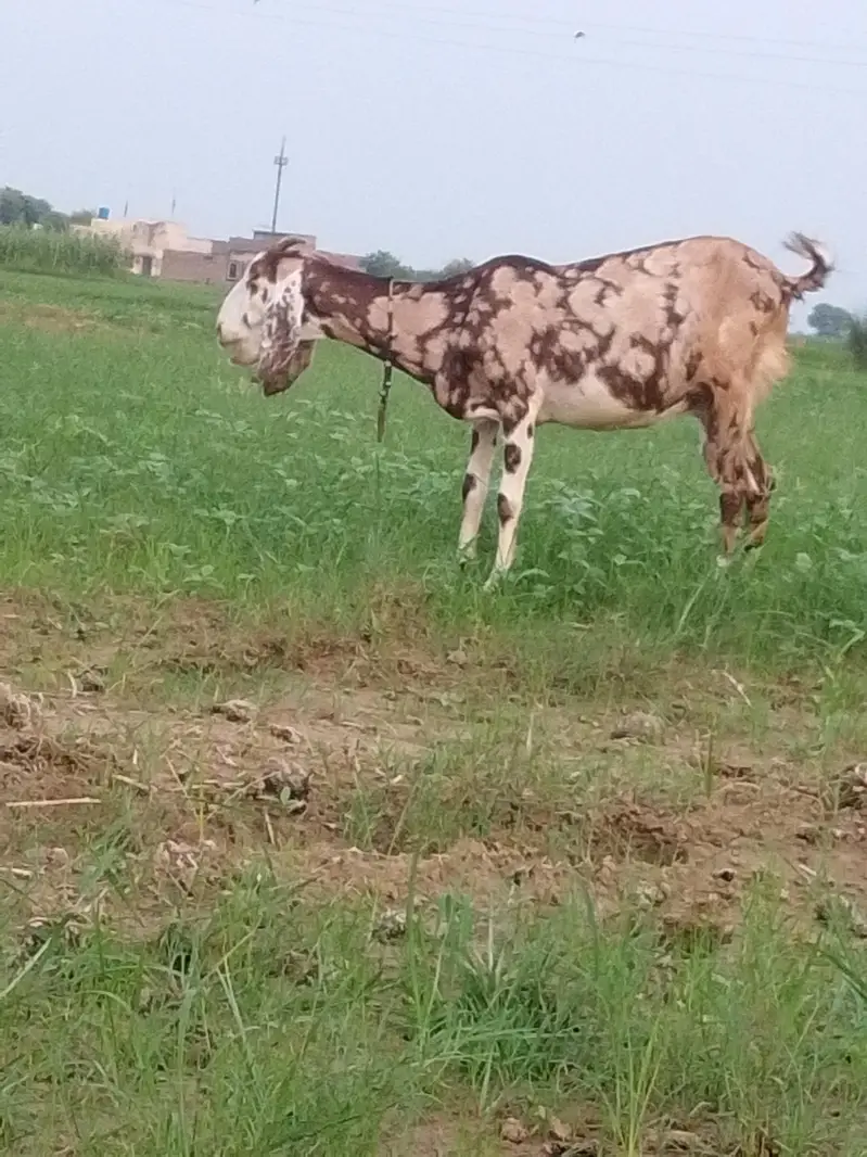 betal. bakra or sheri bakri. for sale — photo 4