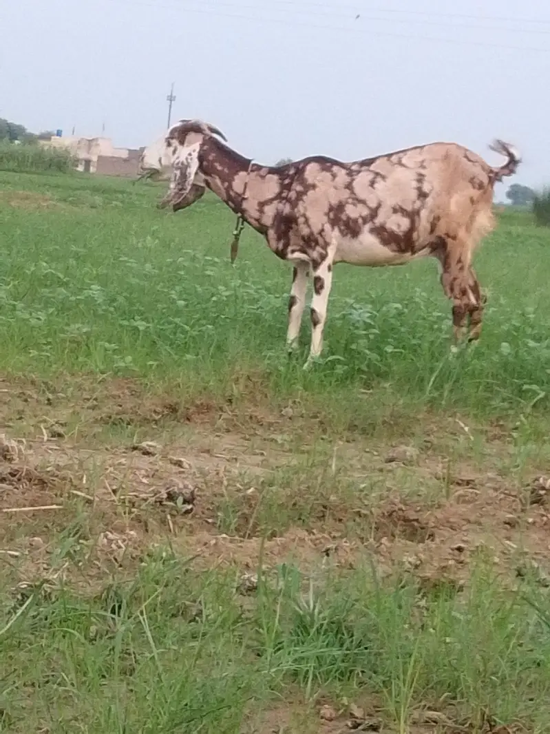betal. bakra or sheri bakri. for sale — photo 5