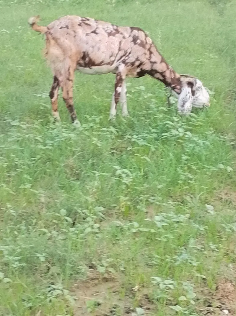 betal. bakra or sheri bakri. for sale — photo 6