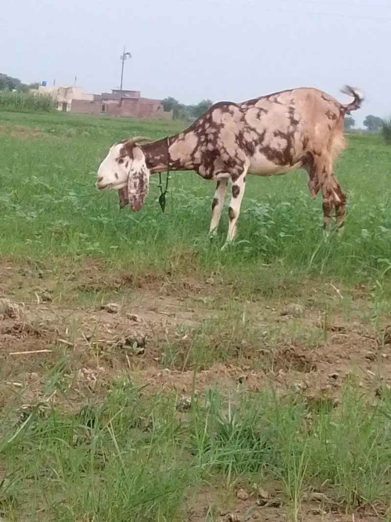 betal. bakra or sheri bakri. for sale — photo 7