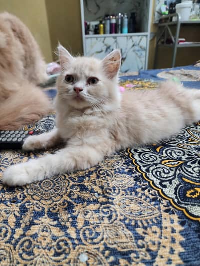 80 days old very paly full