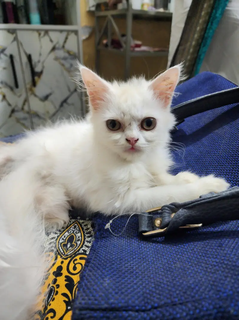 80 days old very paly full — photo 2