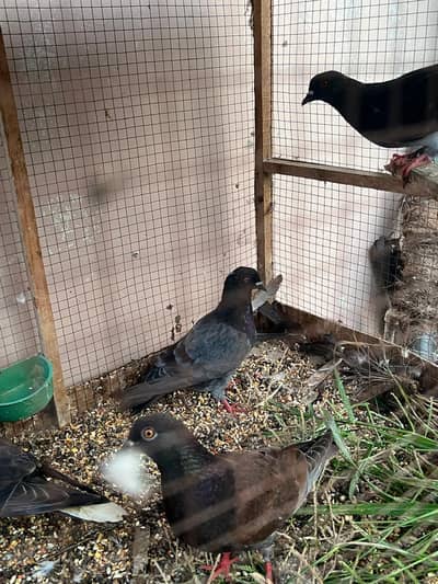 pigeons are for sale