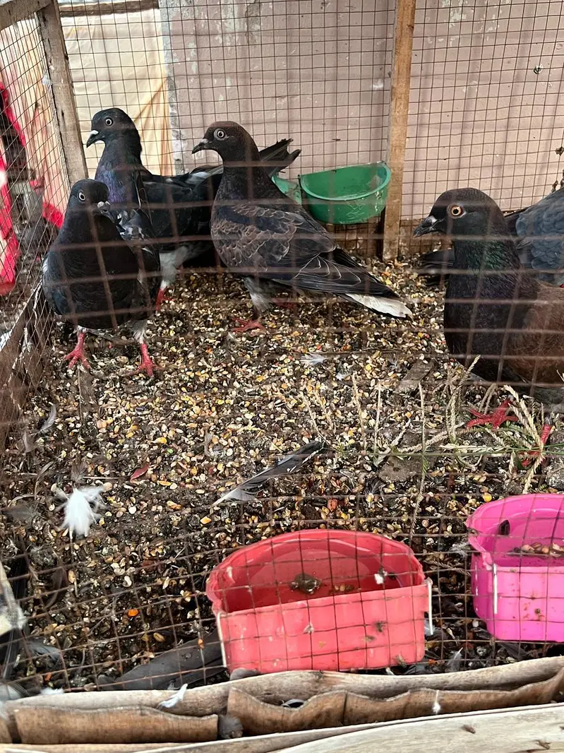 pigeons are for sale — photo 2