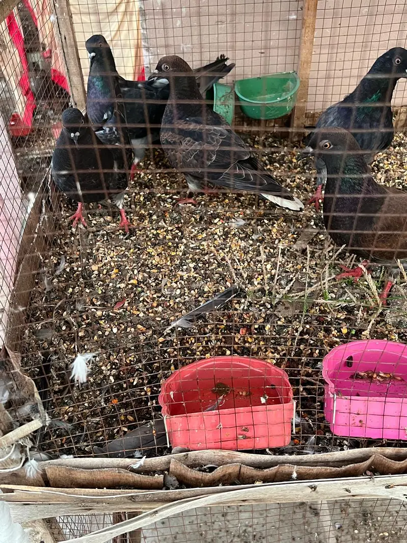 pigeons are for sale — photo 3