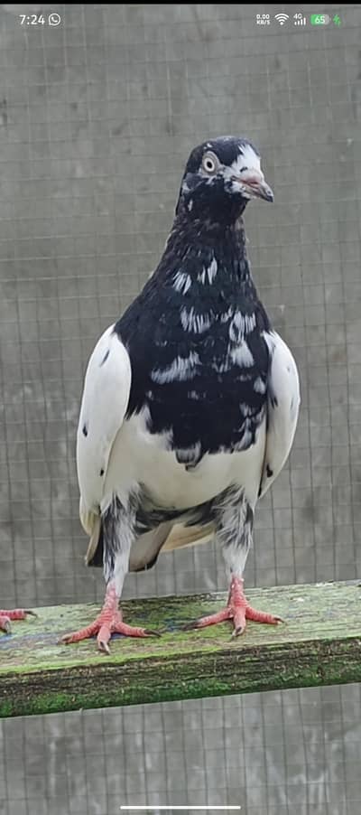Breeder Rampuri female