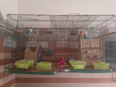 Complete Lovebirds Breeding Setup for Sale!