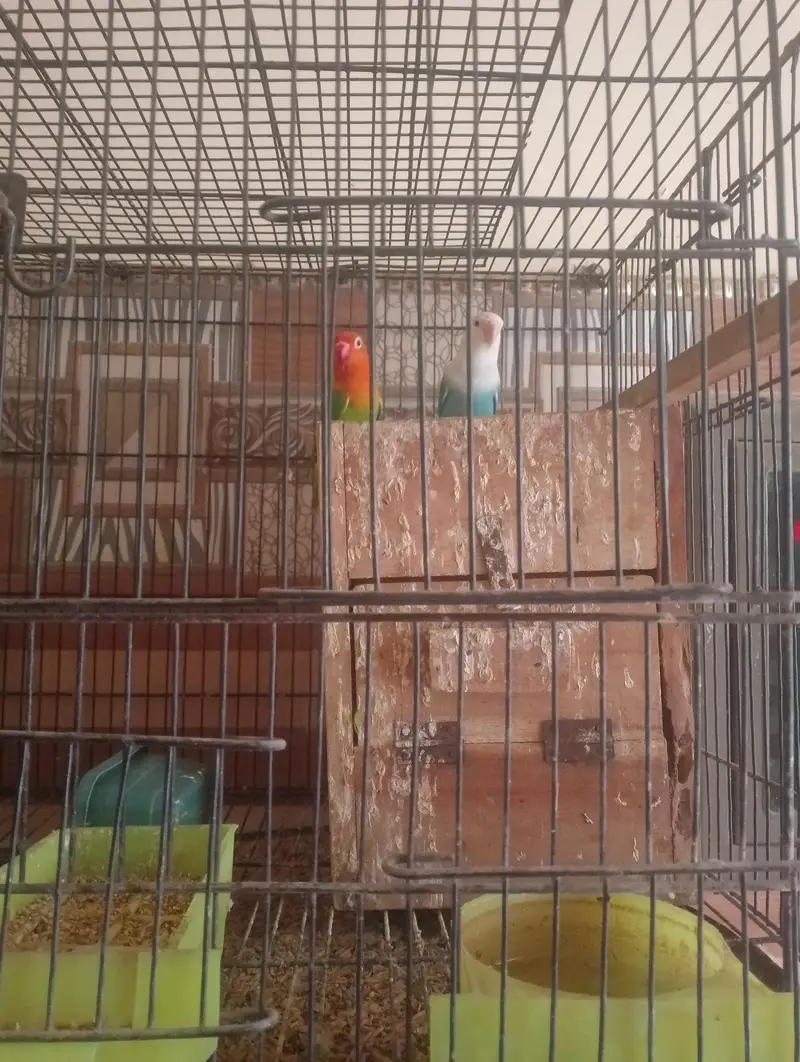 Complete Lovebirds Breeding Setup for Sale! — photo 2