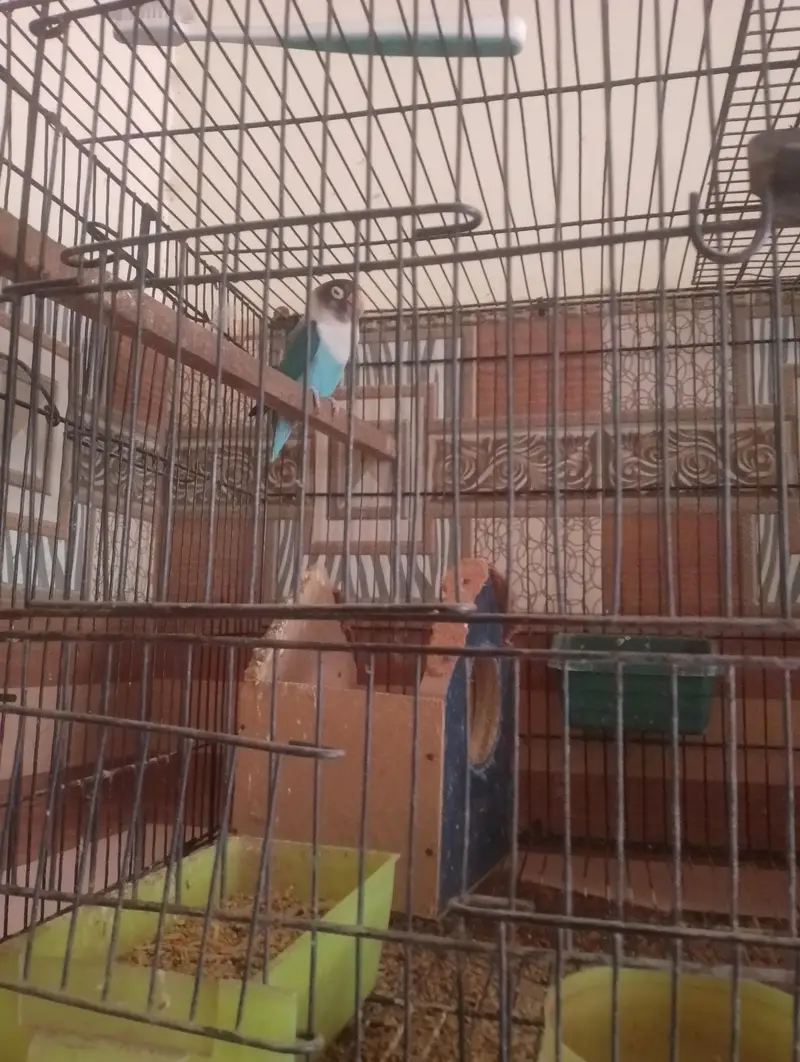 Complete Lovebirds Breeding Setup for Sale! — photo 3