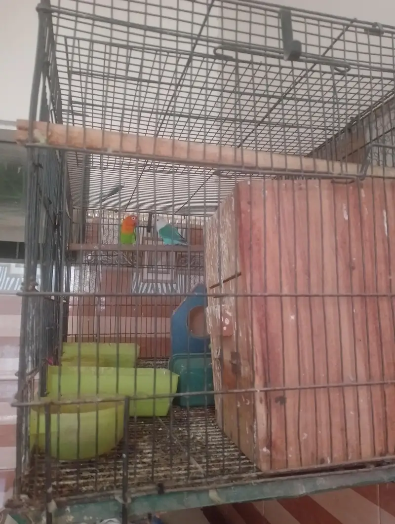 Complete Lovebirds Breeding Setup for Sale! — photo 4