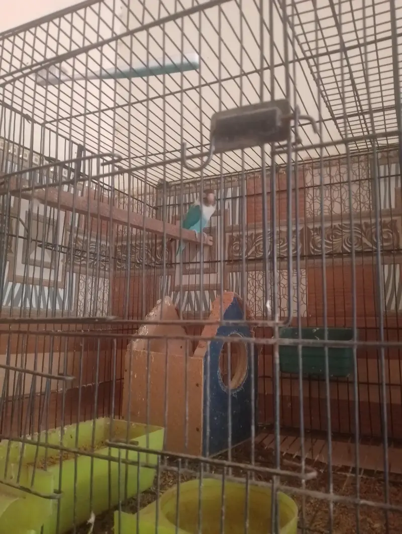 Complete Lovebirds Breeding Setup for Sale! — photo 5
