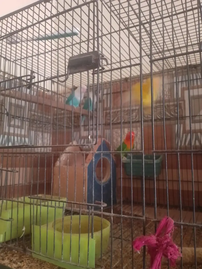 Complete Lovebirds Breeding Setup for Sale! — photo 6