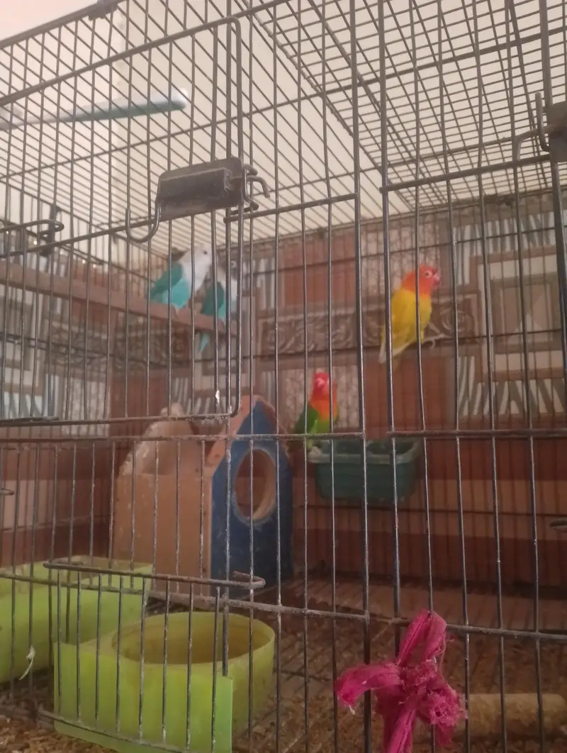 Complete Lovebirds Breeding Setup for Sale! — photo 7