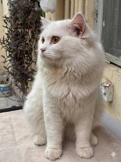 location malir cantt Karachi Persian male cat price 25k final 22k