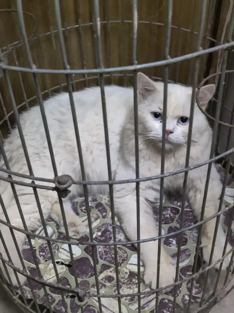 Home Friendly Cat — photo 3