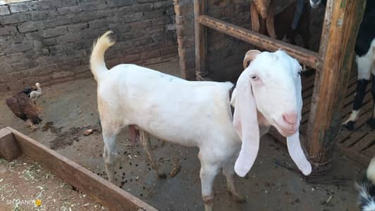 Rajanpuri bakri for sale