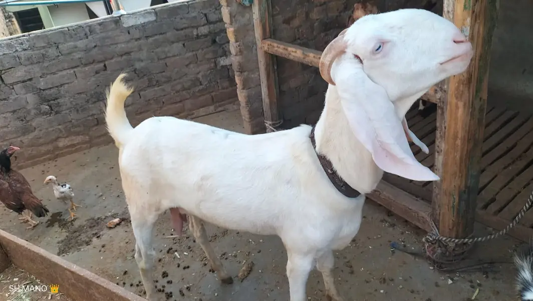 Rajanpuri bakri for sale — photo 2