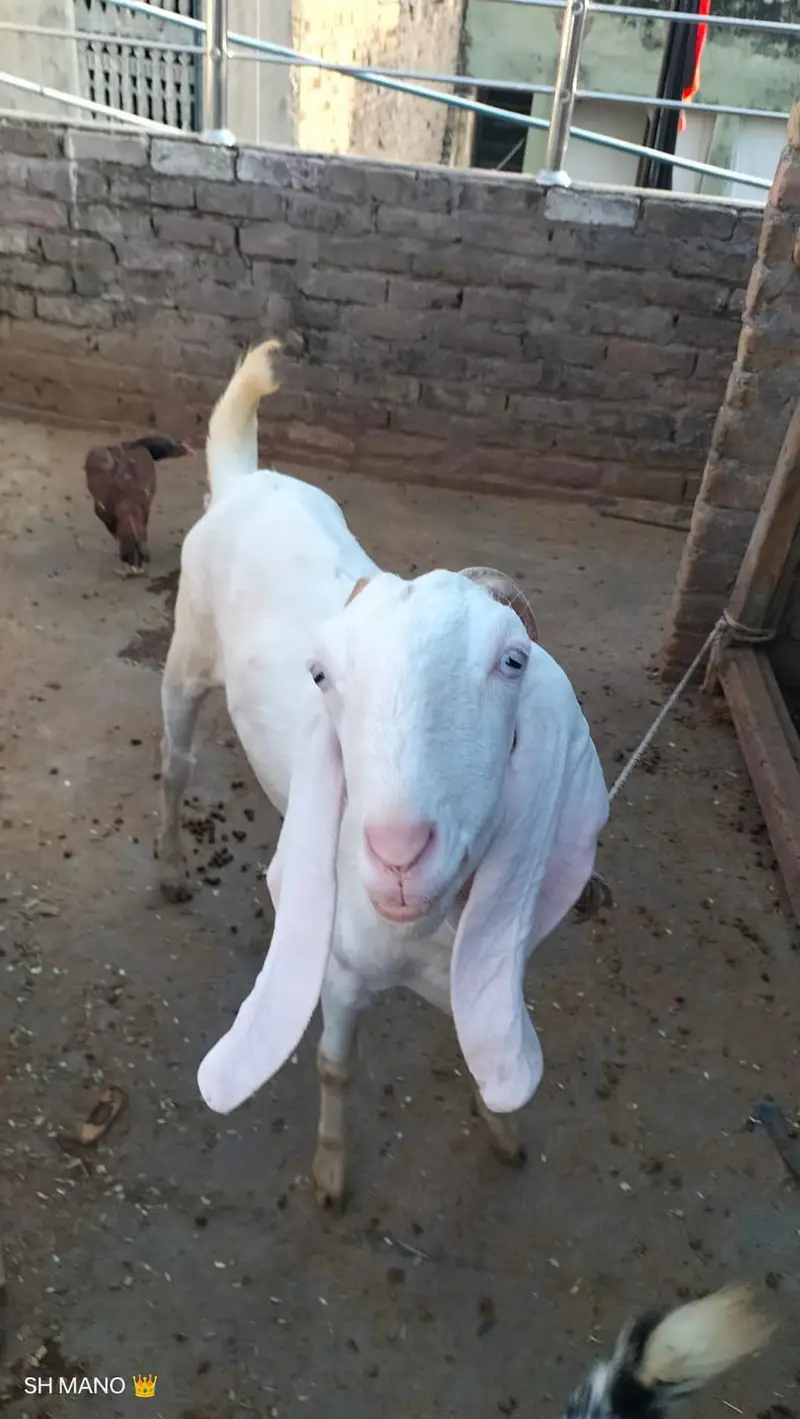 Rajanpuri bakri for sale — photo 3