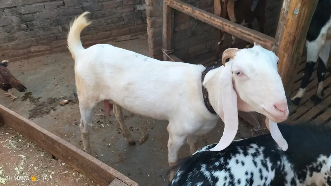 Rajanpuri bakri for sale — photo 4