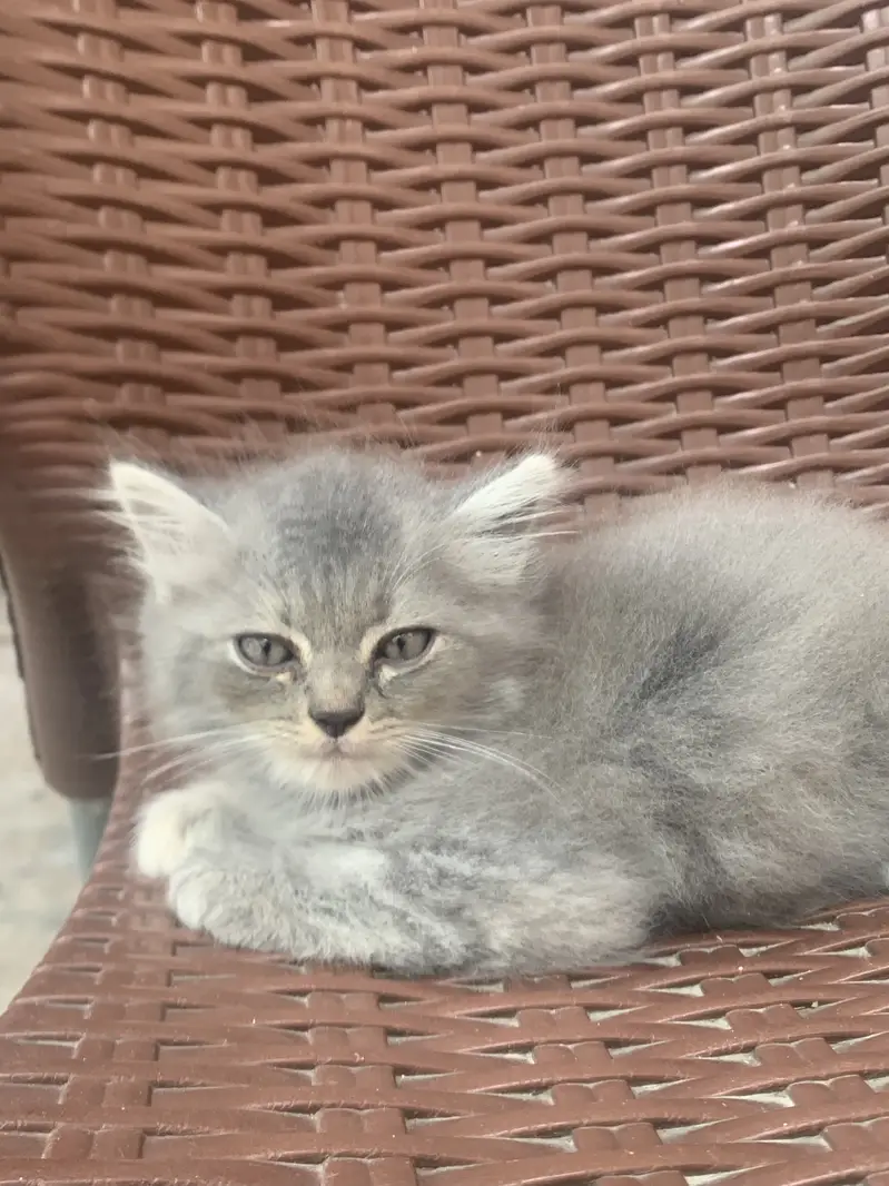 Persian Cats pair — photo 3