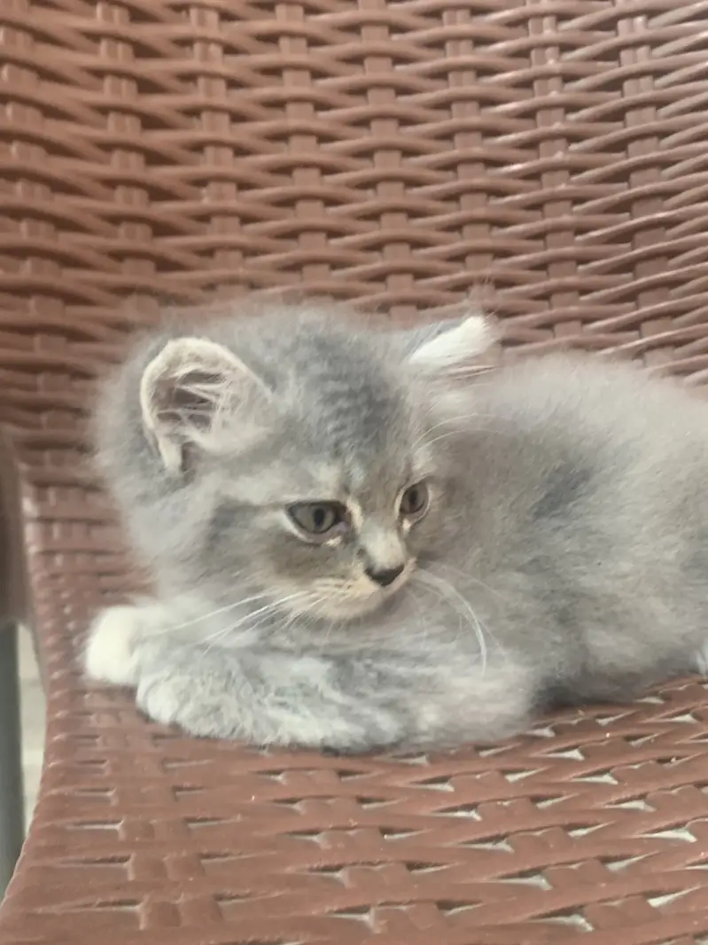 Persian Cats pair — photo 4