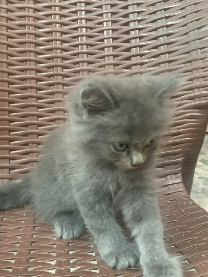 Persian Cats pair — photo 5